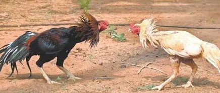 సంక్రాంతి శుభాకాంక్షలు