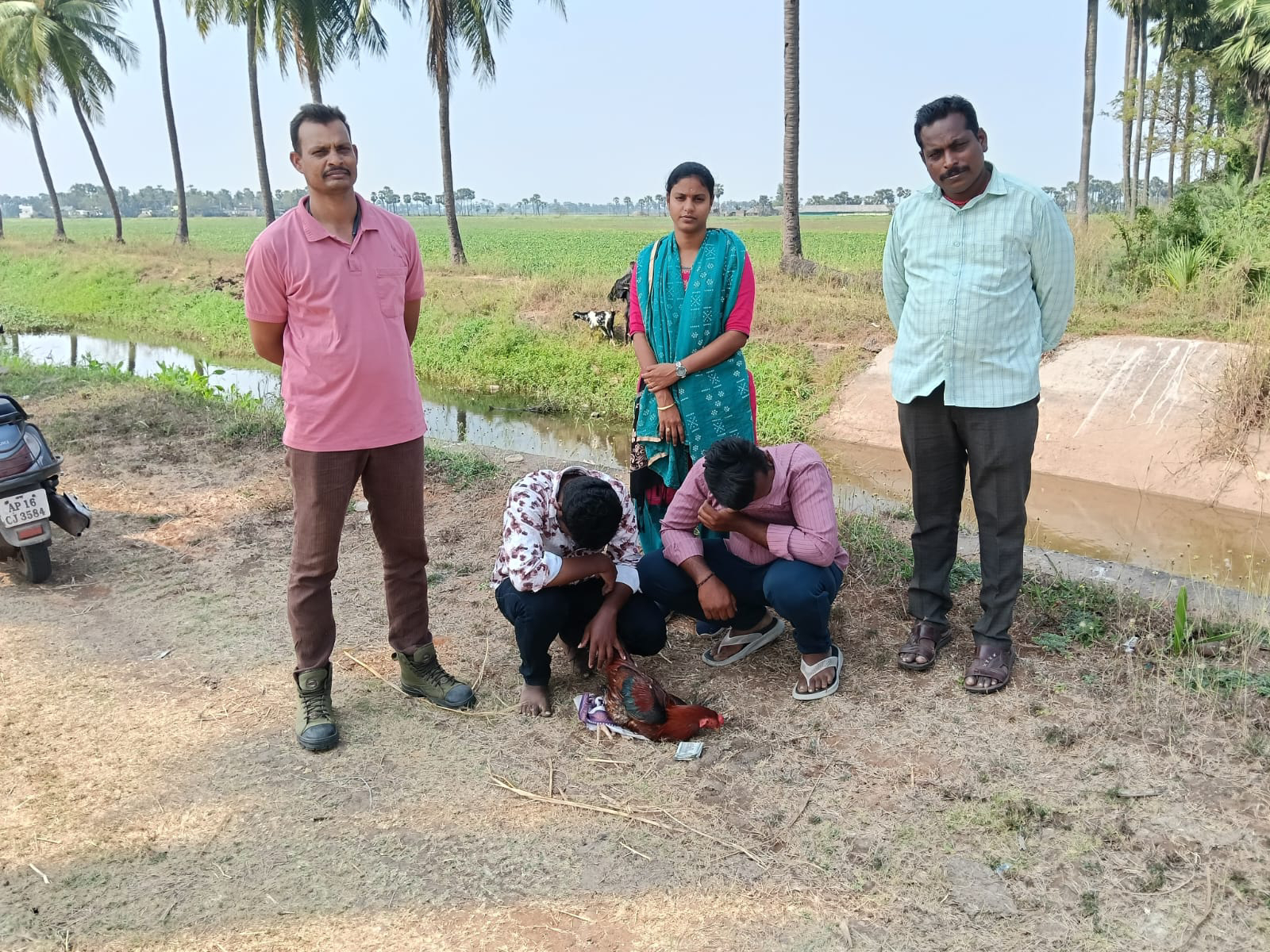 ఘంటసాల పరిధిలో కోడి పందాలు – ఇద్దరు అరెస్టు