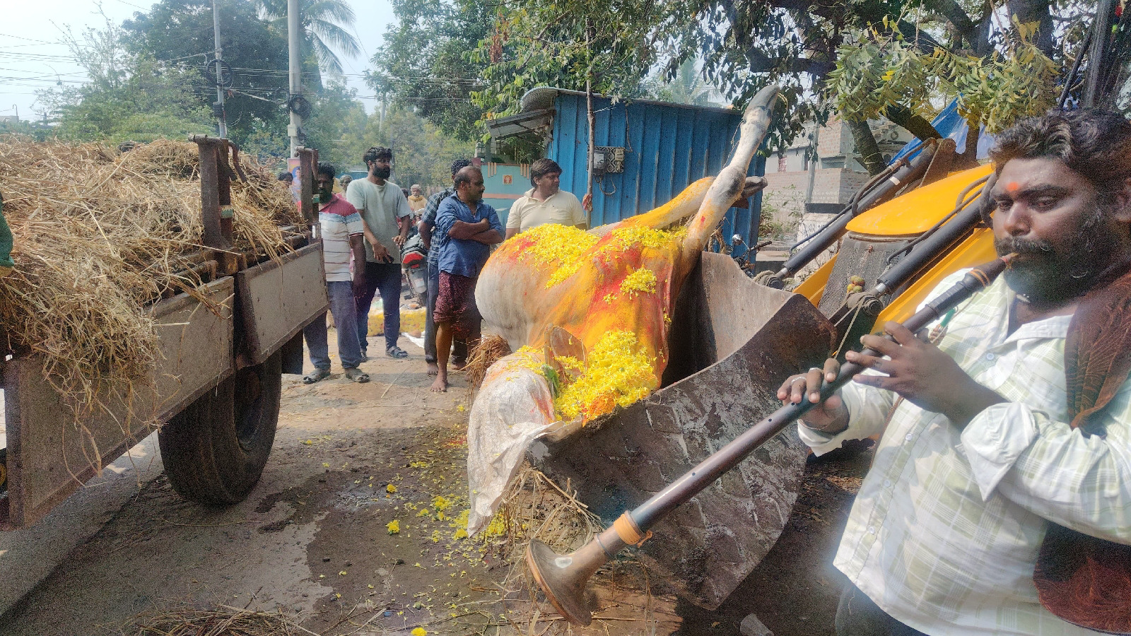 చనిపోయిన ఆంబోతుకు ఘనంగా అంతిమయాత్ర