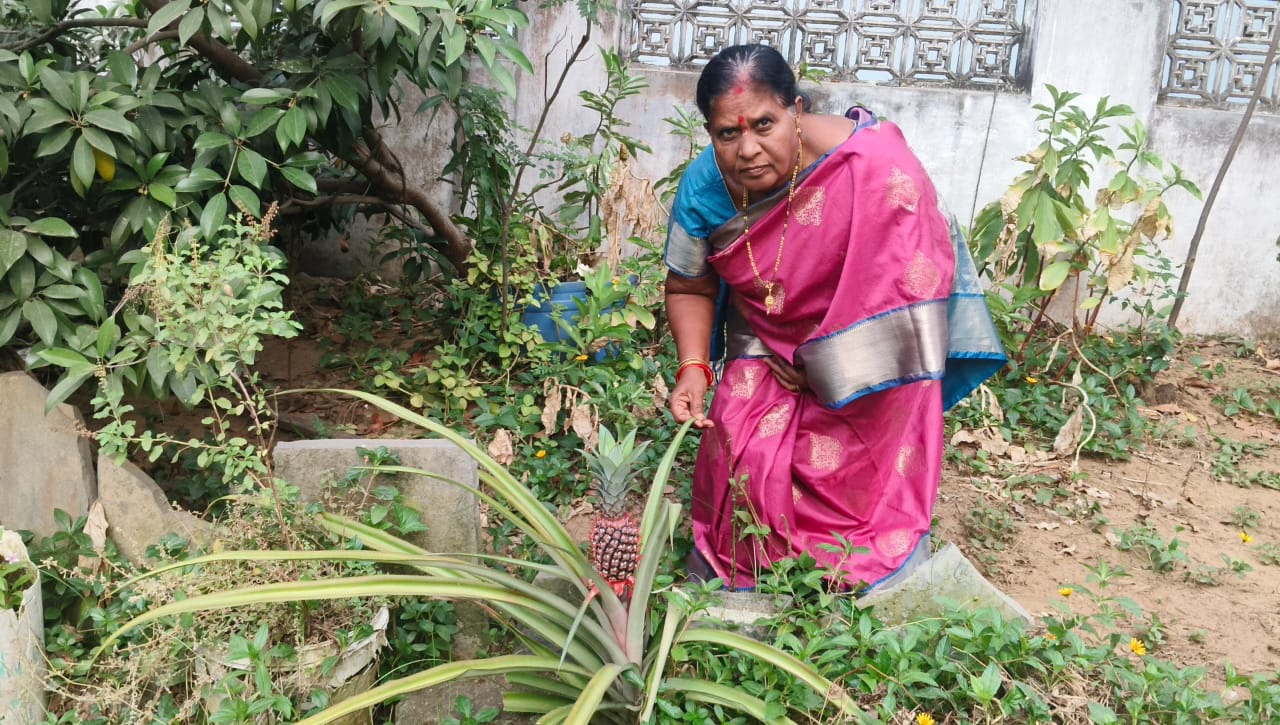 బందరు నేలలో అనాస పండు అరుదైన అద్భుతం… చూసేందుకు తరలివస్తున్న ప్రజలు
